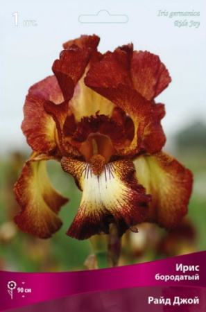 Ирис Райд Джой (Германский) 1шт (Поиск)
