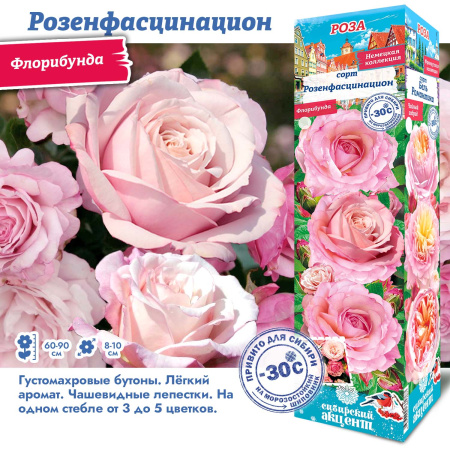 Роза Розенфасцинацион (Флорибунда) 1шт (Сиб сад)