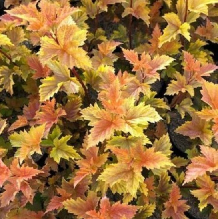 Пузыреплодник Мэджик Болл 1шт (Поиск)