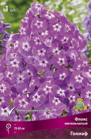 Флокс Голиаф 1шт (Поиск)