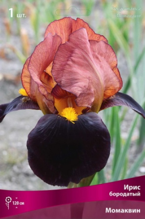 Ирис Момаквин (Германский) 1шт (Поиск)