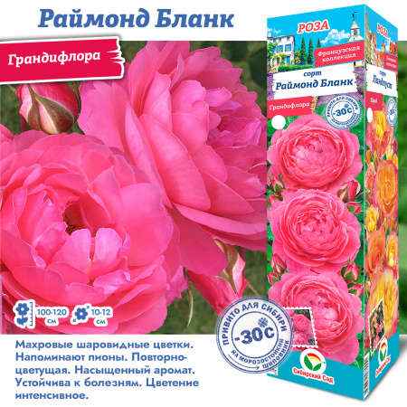 Роза Раймонд Бланк (Грандифлора) 1шт (Сиб сад)