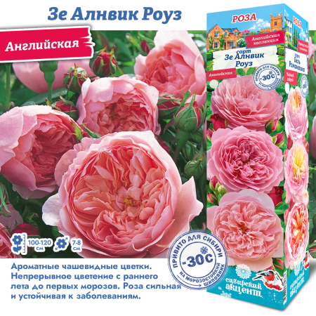 Роза Зе Алнвик Роуз (Английская) 1шт (Сиб сад)