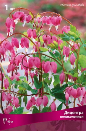 Дицентра великолепная 1шт (Поиск)