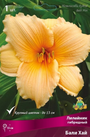 Лилейник Бали Хай 1шт (Поиск)