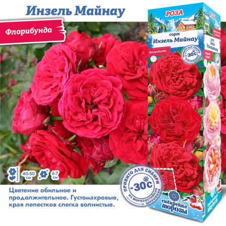 Роза Инзель Майнау (Флорибунда) 1шт (Сиб сад)