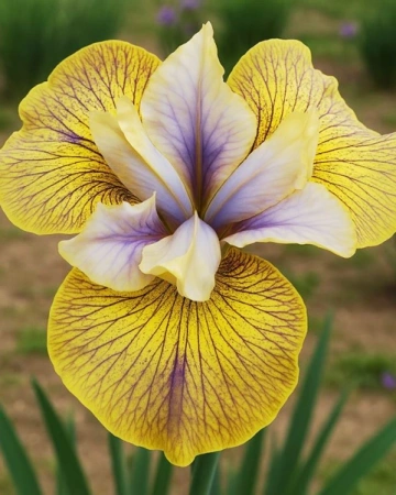 Ирис Лайм Стрит Блюз (Сибирский) 1шт (Поиск)