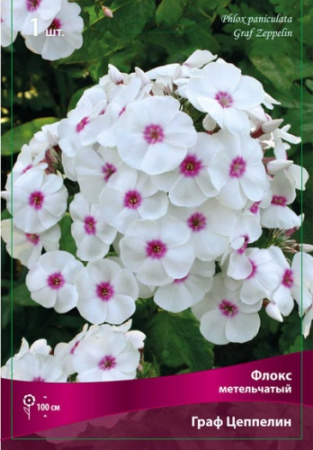 Флокс Граф Цеппелин 1шт (Поиск)