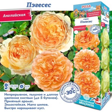 Роза Пэгесес (Английская) 1шт (Сиб сад)