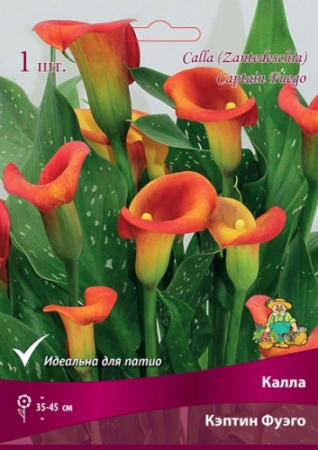 Калла Кэптин Фуэго 14/16 1шт (Поиск)