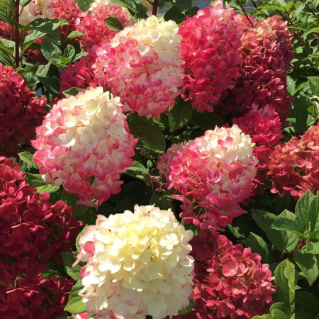 Гортензия Литтл Лав (Метельчатая) 1шт (Поиск)