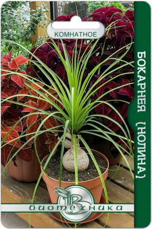 Бокарнея (нолина) Бутылочное дерево 5шт (Биотехника)