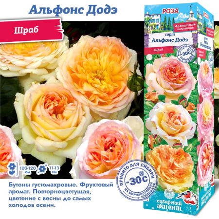 Роза Альфонс Додэ (Чайно-гибридная) 1шт (Сиб сад)