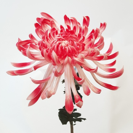 Хризантема 80см (Сиб Сад)