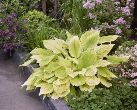 Хоста Лемон Фезерс 1шт (Колорлайн)