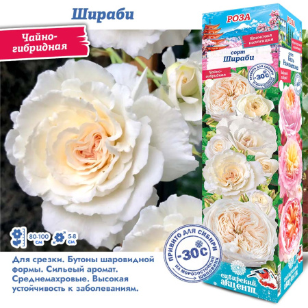 Роза Шираби (Японская/Чайно-гибридная) 1шт (Сиб сад)