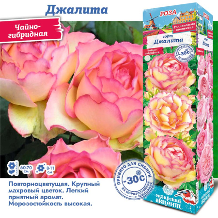 Роза Джалита (Чайно-гибридная) 1шт (Сиб сад)