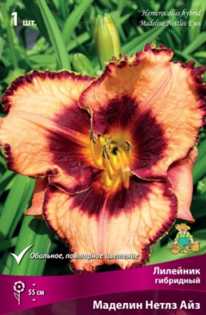 Лилейник Маделин Нетлз Айз 1шт (Поиск)