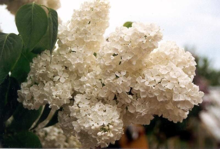 Сирень Мазаис Принцис 1шт (Поиск)