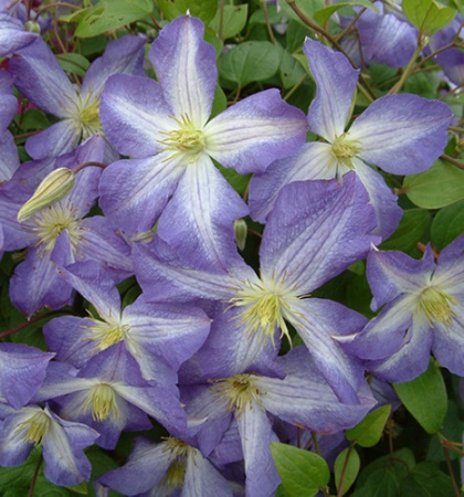Клематис Дженни (капер) 1шт (Поиск)