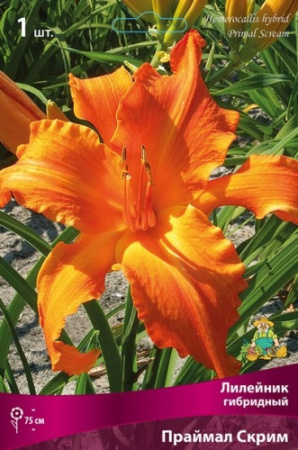 Лилейник Праймал Скрим 1шт (Поиск)