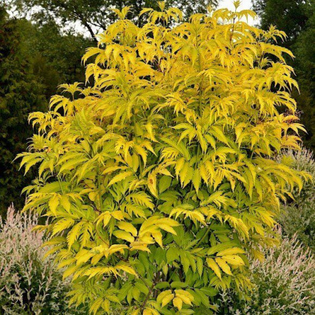 Бузина Ауреа 1шт (Поиск)