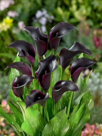 Калла Ла Паз 14/16 1шт (Поиск)