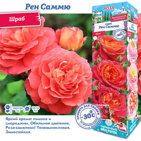 Роза Рен Саммю (Шраб) 1шт (Сиб сад)