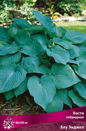Хоста Блу Энджел 1шт (Поиск)