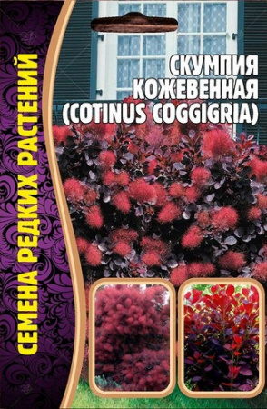 Скумпия кожевенная 20шт (Ред.сем)