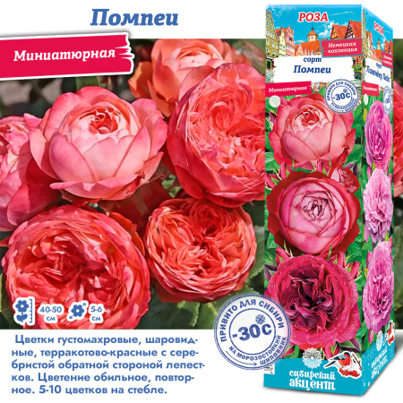 Роза Помпеи (Миниатюрная) 1шт (Сиб сад)